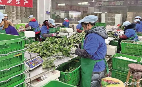 內地平價超市遭香港居民搶購，新鮮蔬菜零售何以成焦點？