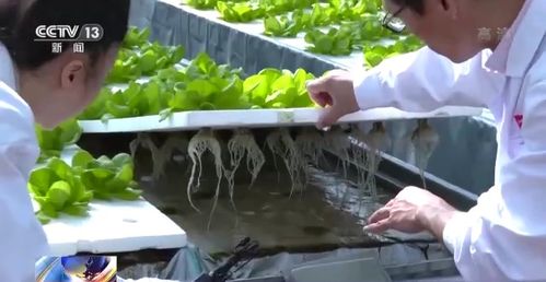 科技賦能“菜籃子” 看蔬菜大棚如何變身“綠色車間”，直達新鮮零售